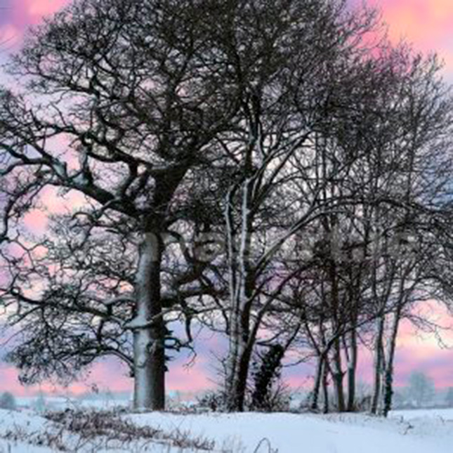 Canvas Kunstdruck - Gemälde Bäume in Schnee-Winterlandschaft