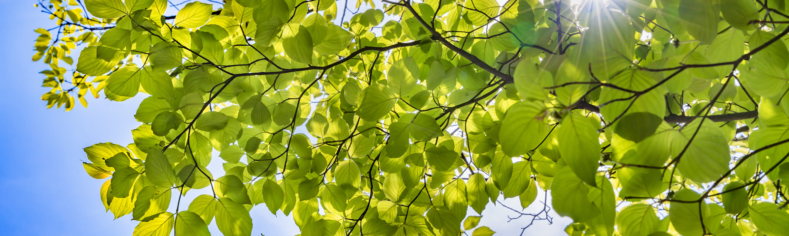 Druckmedien Umwelt CSR Rating - Blick in grüne Baumkrone und blauen Himmel